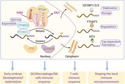 The regulation and potential roles of m6A modifications in early embryonic development and immune tolerance at the maternal-fetal interface